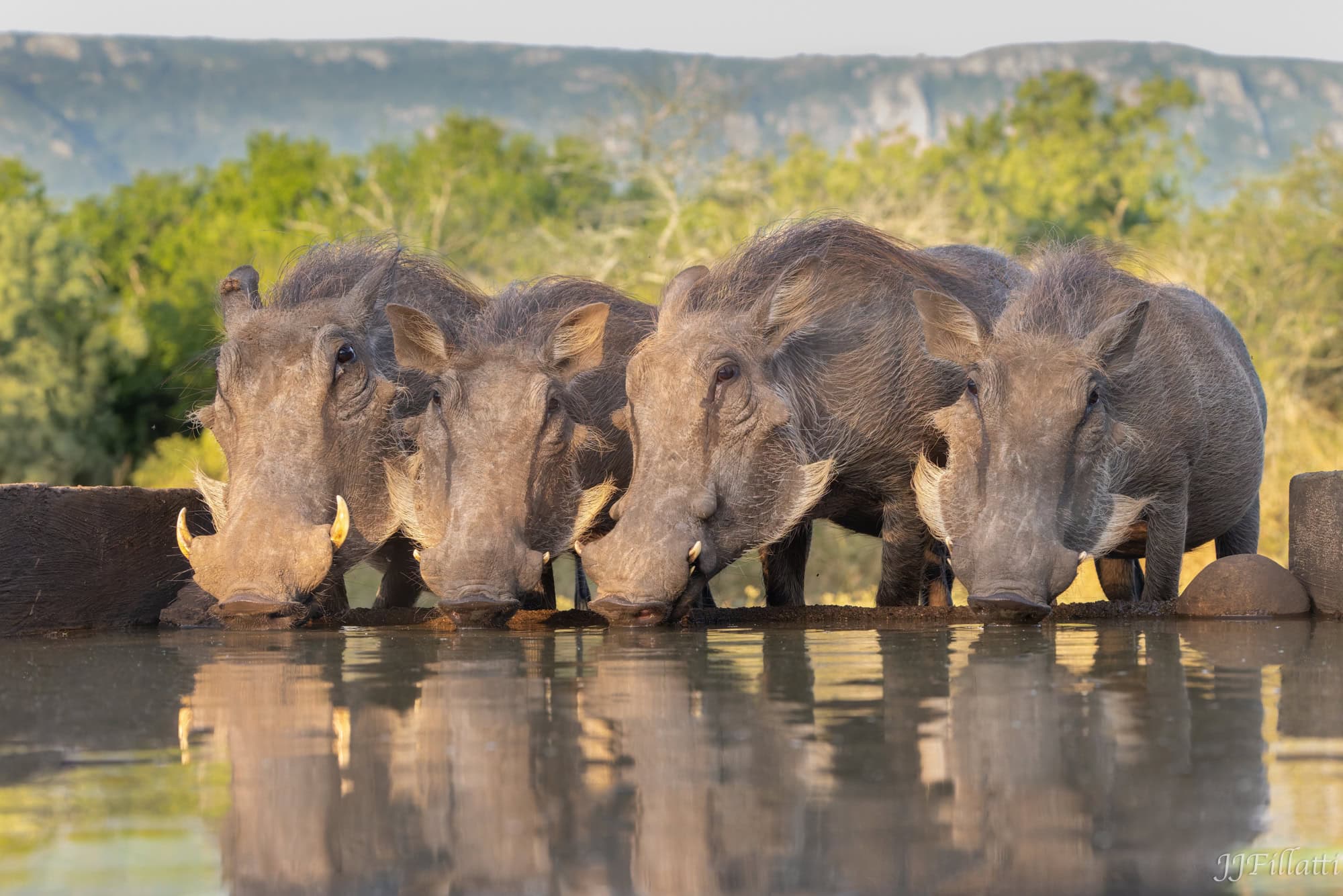 wildlife of Zimanga image 17